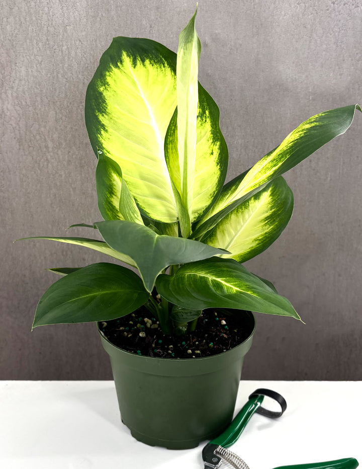 dieffenbachia marianne care Dieffenbachia Tropic Marianne