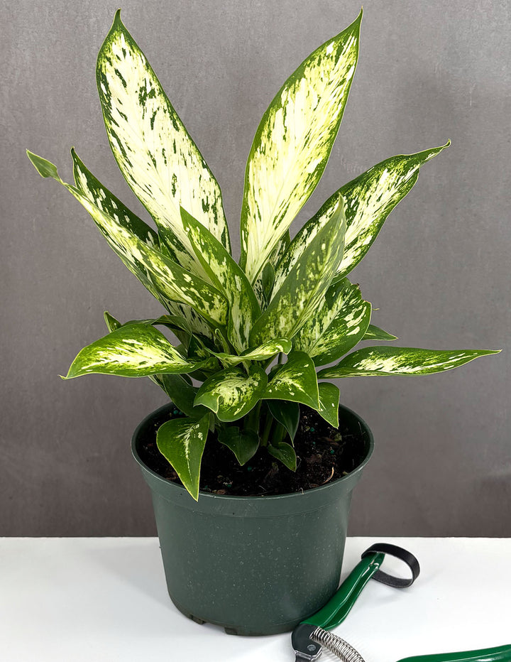 dieffenbachia plant pot size Dieffenbachia Vesuvius