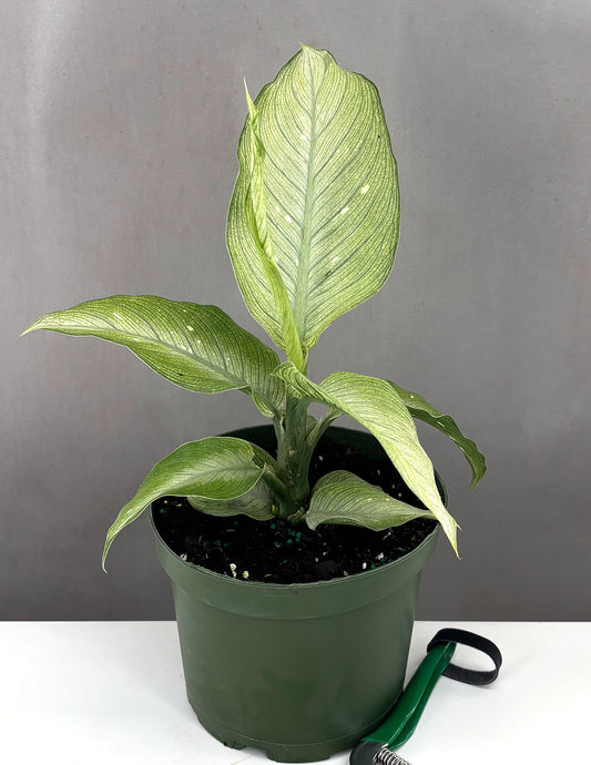 Dieffenbachia Snow - Plant Proper - 6" Pot