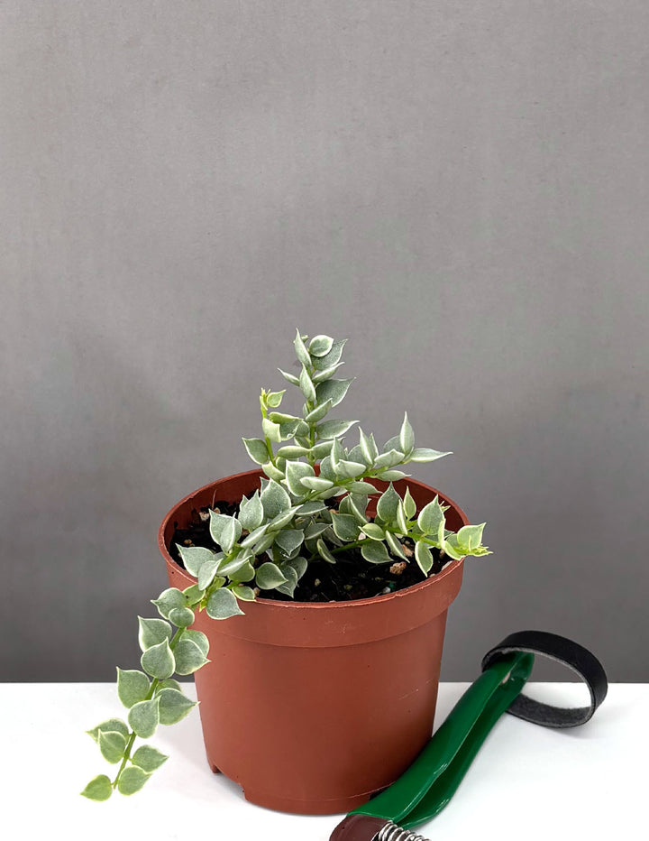 millionaire plant succulent Dischidia Million Hearts Variegated- Plant Proper