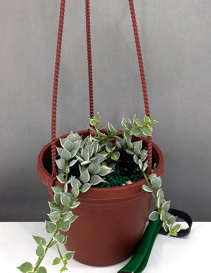 dischidia hanging plants Dischidia Million Hearts Variegated