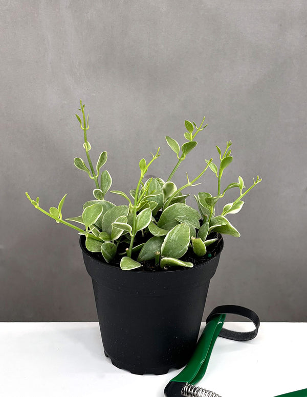 Dischidia Oiantha - Plant Proper - 4" Pot