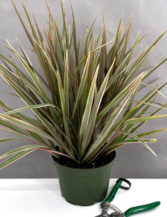 Dracaena Bicolor Bush - Plant Proper - 6" Pot