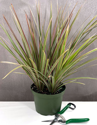Dracaena Bicolor Bush - Plant Proper - 6" Pot