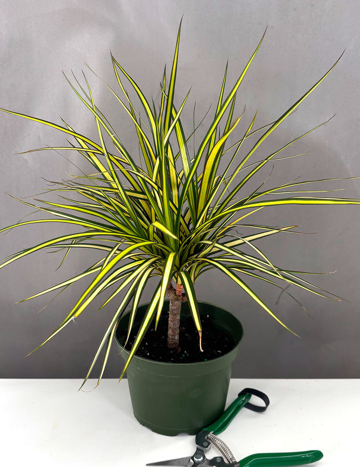 Dracaena Ray of Sunshine | Houseplant