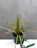 Dracaena Ray of Sunshine - Plant Proper - 4" Pot