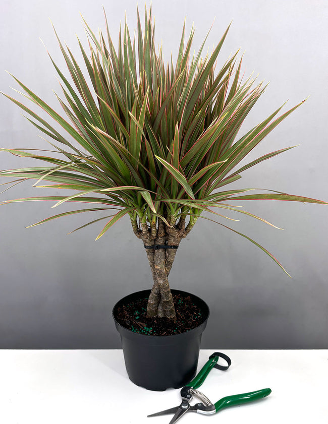 Dracena Bicolor Braids - Plant Proper - 6" Pot