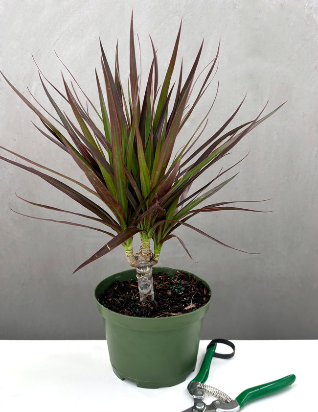 Dracena Marginata - Plant Proper - 6" Pot