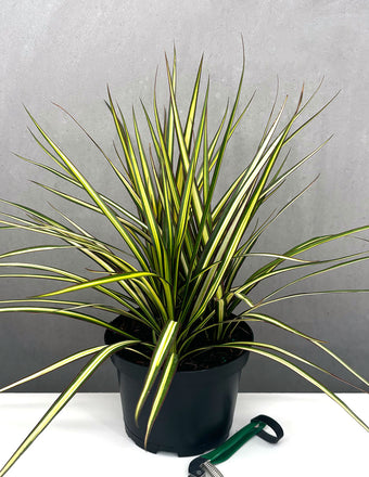 Dracena Ray of Sunshine - Plant Proper - 6" Pot