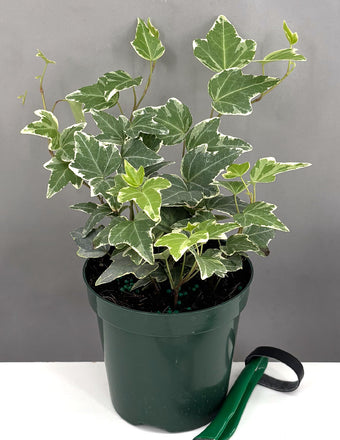 English Ivy Glacier - Plant Proper - 4" Pot