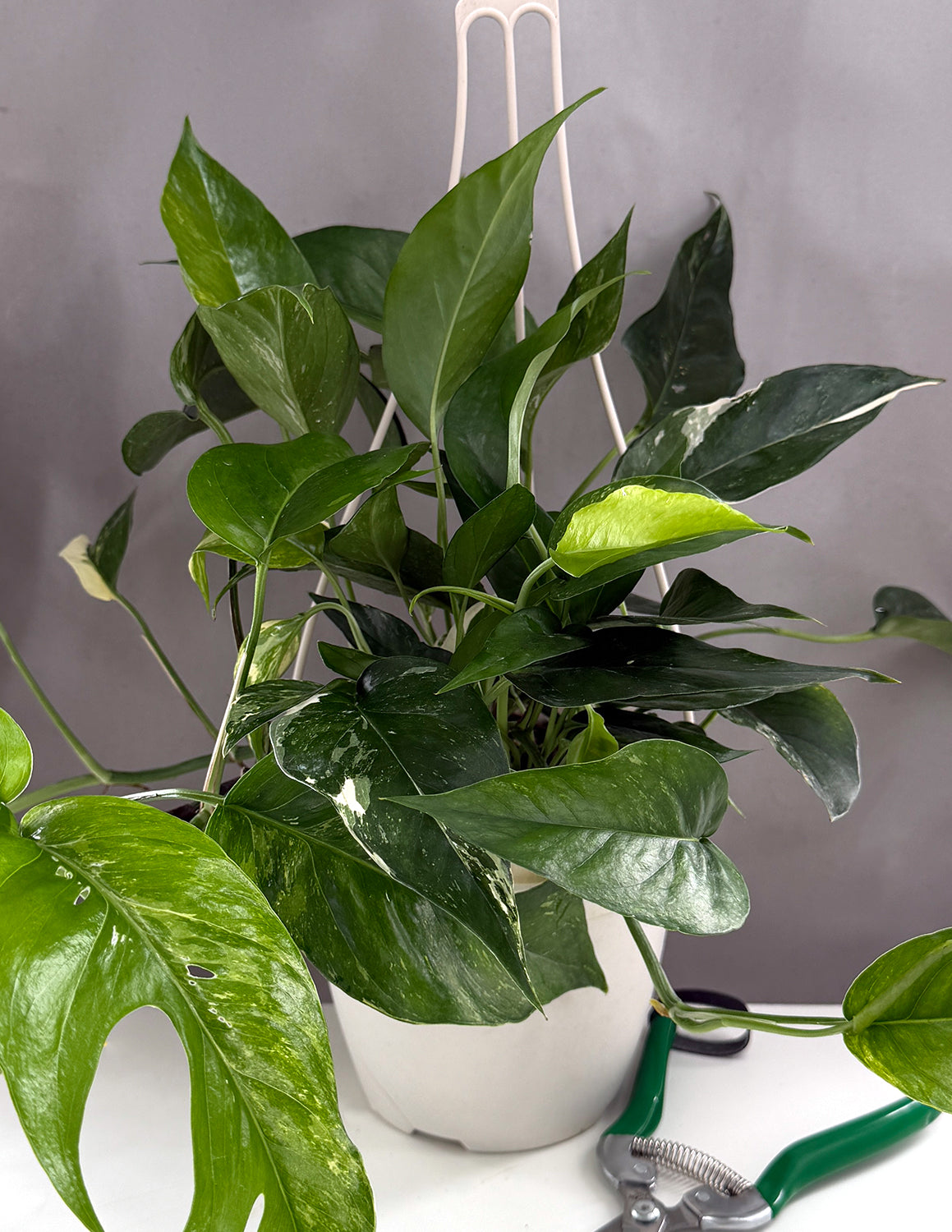 Epipremnum | Houseplants | Always Affordable at Plant Proper