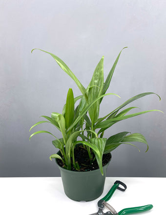 Epipremnum Amplissimum - Plant Proper - 6" Pot