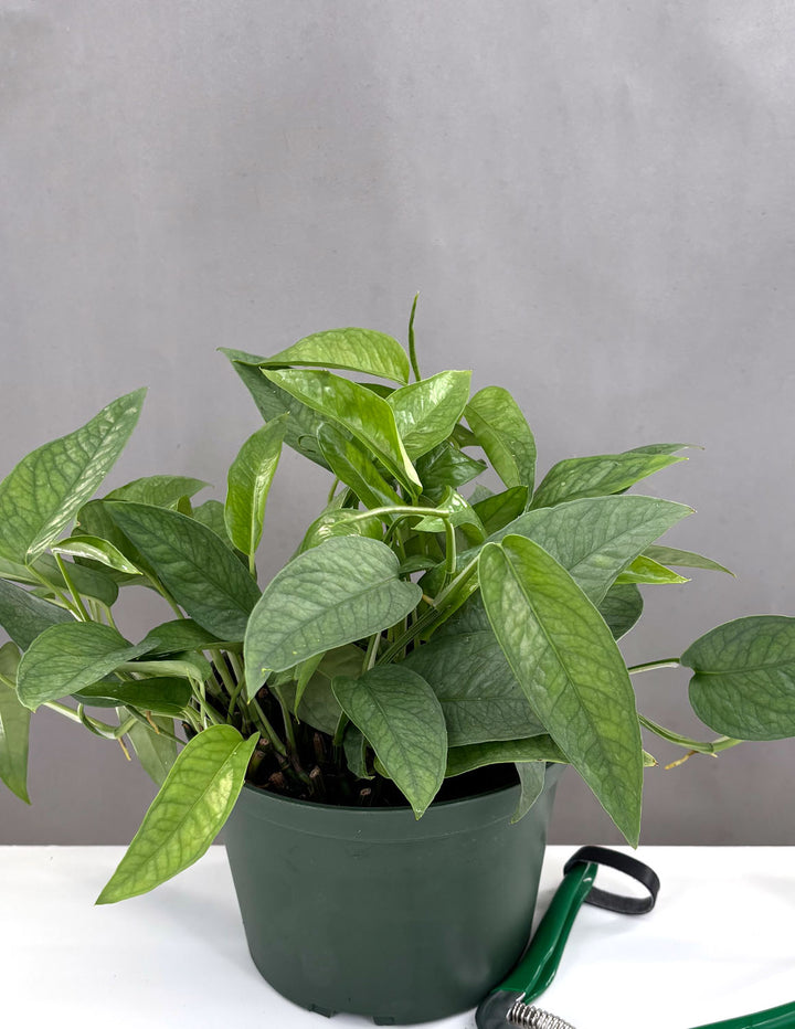 cebu blue pothos lowes Epipremnum Cebu Blue