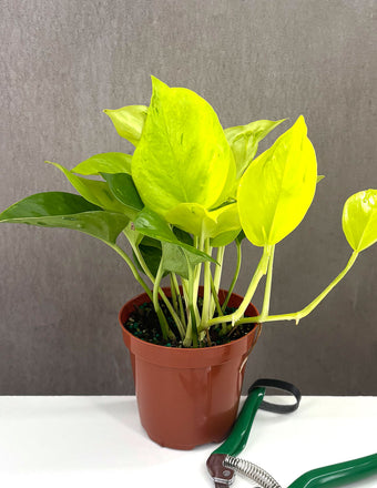 Epipremnum Pinnatum Champs Elysees - Plant Proper - 4" Pot