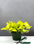 Epipremnum Pinnatum Champs Elysees - Plant Proper - 6" Pot