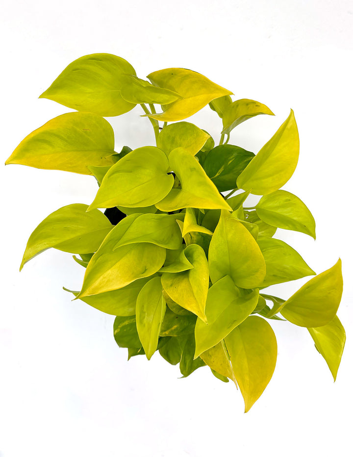 pothos champs elysees Epipremnum Champs Elysees | Houseplants