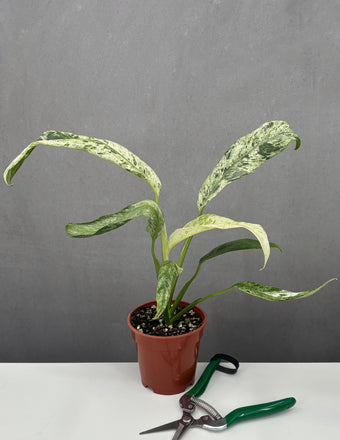 Epipremnum Giganteum Marble - Plant Proper - 4" Pot