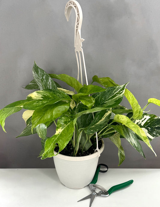 Epipremnum Pinnatum Albo/Mint  - Plant Proper - 6" Hanging Basket
