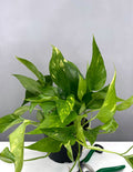 Epipremnum Pinnatum Aurea - Plant Proper - 6" Pot