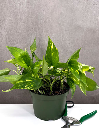 4" Epipremnum Pinnatum 'Aurea' - Houseplant - Plant Proper