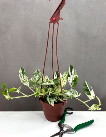 Epipremnum Pinnatum Marble - Plant Proper - 4" Hanging Pot