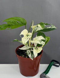 Philodendron Rio