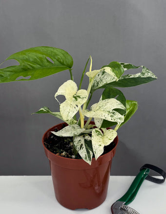 Epipremnum Pinnatum Marble - Plant Proper - 4" Pot