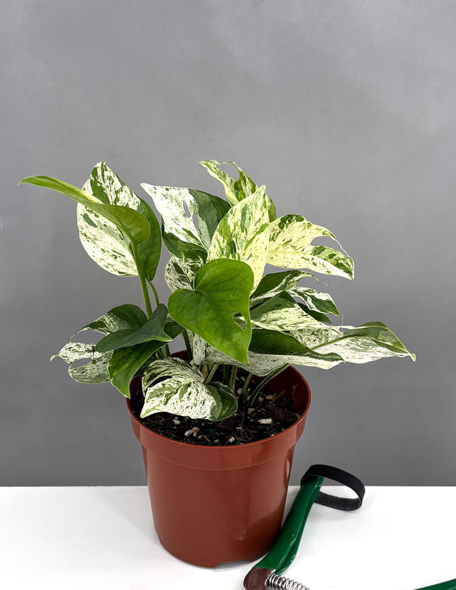 Epipremnum Pinnatum Marble - Plant Proper - 4" Pot