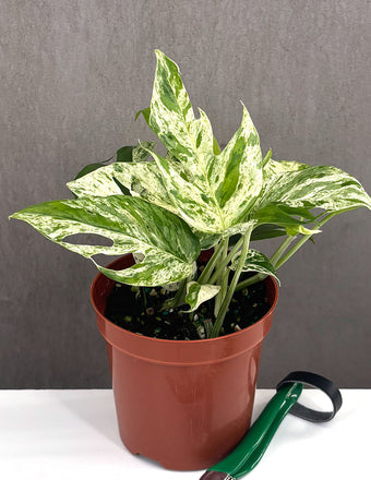 Epipremnum Pinnatum Marble - Plant Proper - 4" Pot