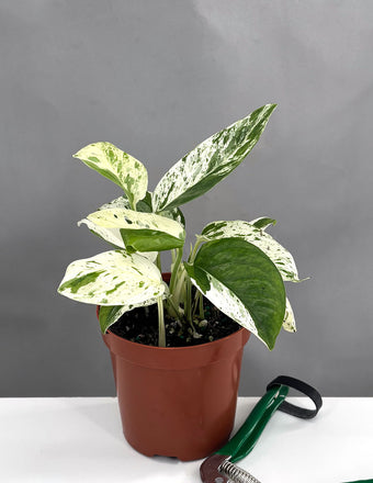 Epipremnum Pinnatum Marble - Plant Proper - 4" Pot