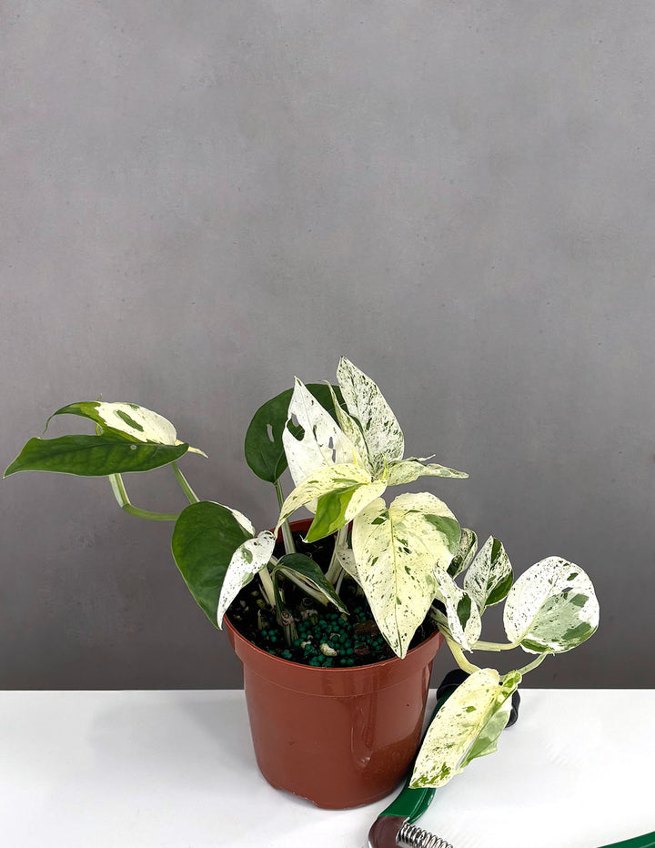 Epipremnum Pinnatum Marble