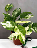 Epipremnum Pinnatum Marble - Plant Proper - 4" Pot