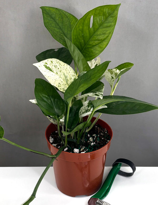 Epipremnum Pinnatum Marble Semi Reverted - Plant Proper - 4" Pot
