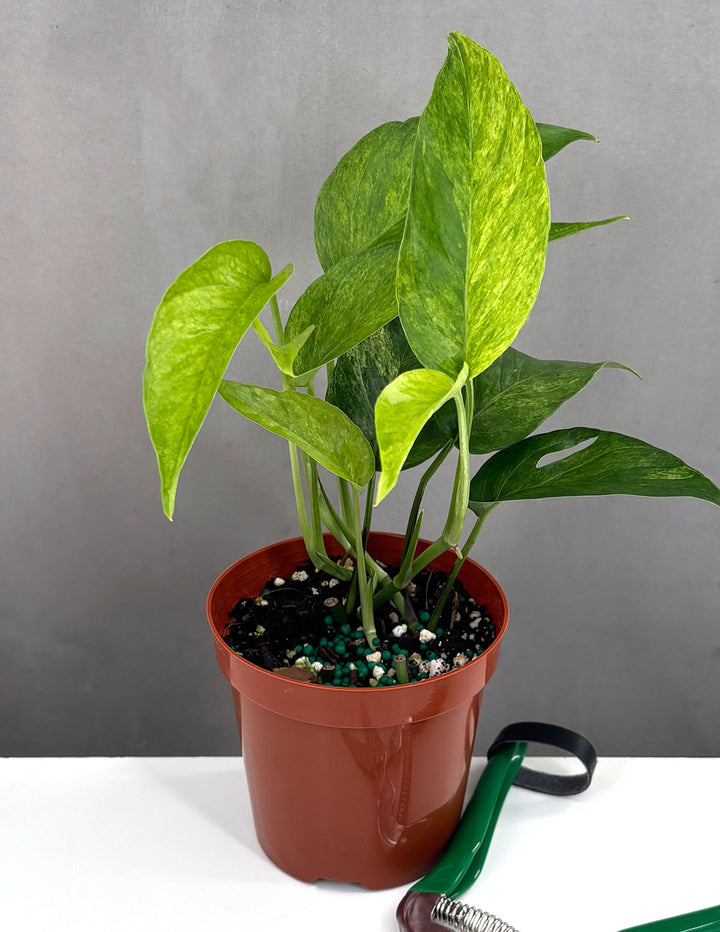 mint pothos Epipremnum Pinnatum Mint