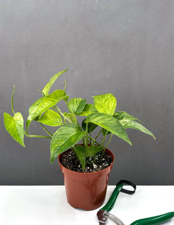 Epipremnum Pinnatum Mint - Plant Proper - 4" Pot