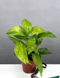 Epipremnum Pinnatum Mint - Plant Proper - 4" Pot