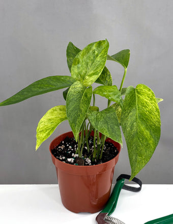 Epipremnum Pinnatum Mint - Plant Proper - 4" Pot