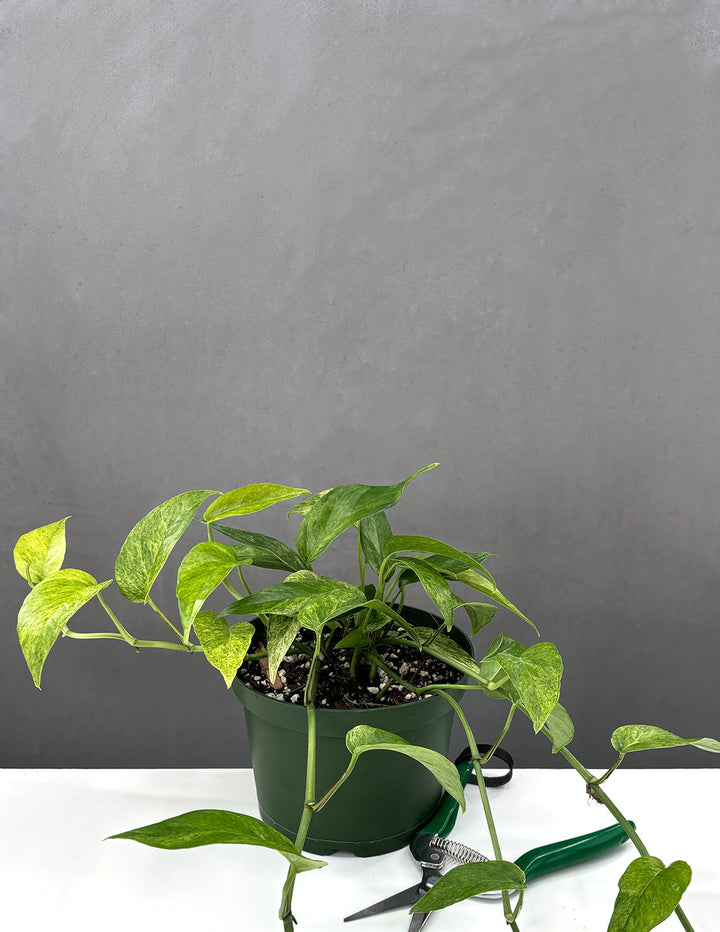 mint pothos Epipremnum Pinnatum Mint