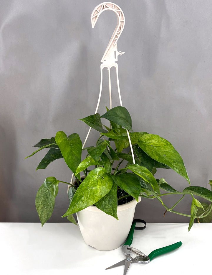 Epipremnum Pinnatum Mint