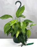 Epipremnum Pinnatum Mint - Plant Proper - 6" Hanging Pot