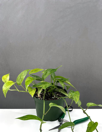 Epipremnum Pinnatum Mint - Plant Proper - 6" pot