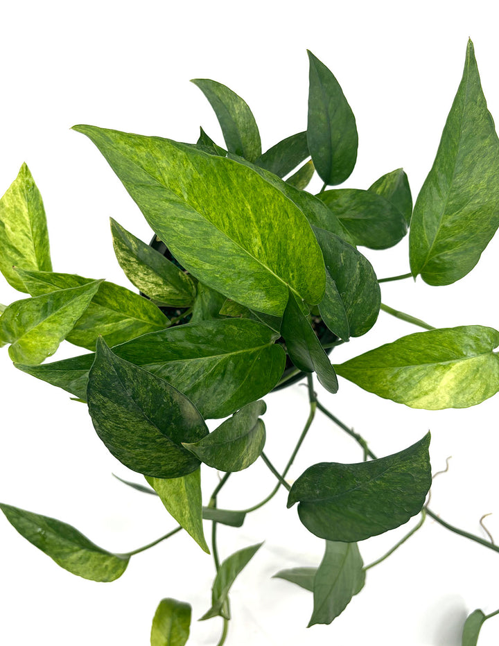 mint pothos Epipremnum Pinnatum Mint | Houseplants