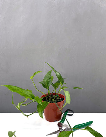 Epipremnum Pinnatum Skeleton Key - Plant Proper - 4" Pot