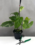 Epipremnum Pinnatum Variegated - Plant Proper - 4" Hanging Pot