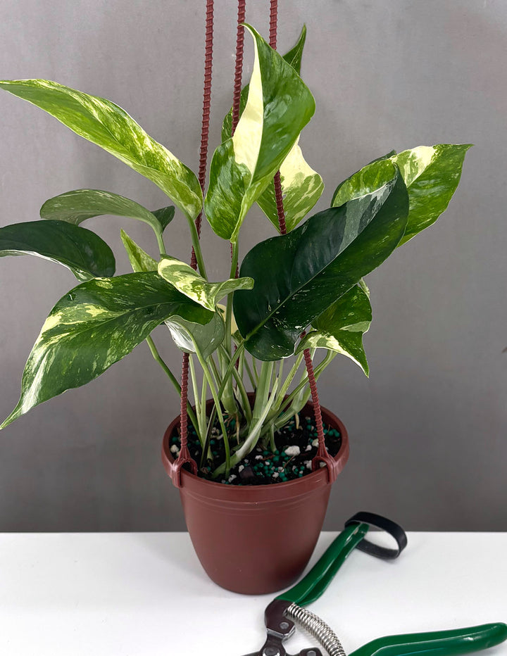 pothos epipremnum pinnatum albo variegata Epipremnum Pinnatum Albo