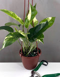 Epipremnum Pinnatum Variegated - Plant Proper - 4" Hanging Basket