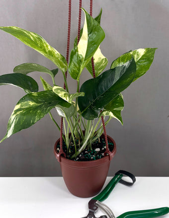 Epipremnum Pinnatum Variegated - Plant Proper - 4" Pot