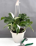 Epipremnum Pinnatum Variegated - Plant Proper - 6" Hanging Pot