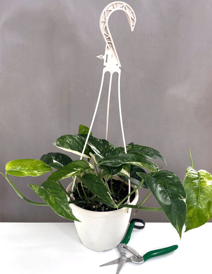 Epipremnum Aureum | Pianta Resistente da Appendere per Interni | Potos Pianta d'Appartamento
