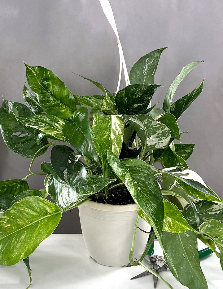 Pothos (Epipremnum Pinnatum 'Albo-Variegata') Live Houseplant 6